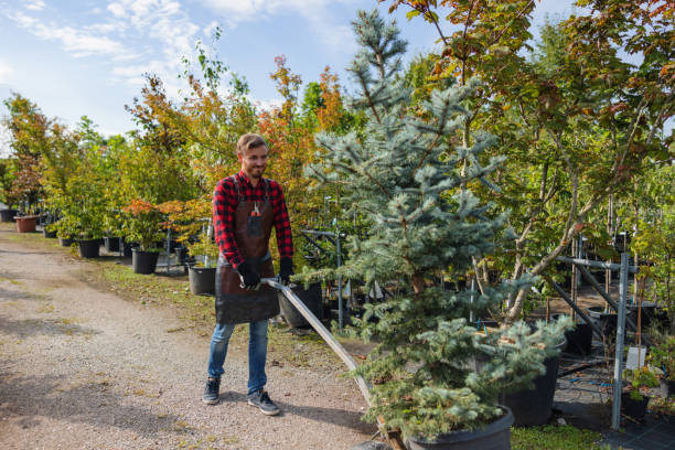 The Steps Involved in Our Tree Care Process in St Joseph, MN